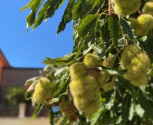 IMG_3777
