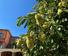 IMG_3778